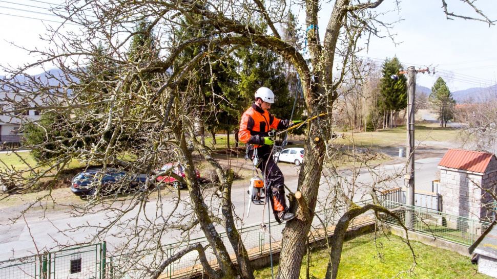 The Importance of Tree Pruning Services