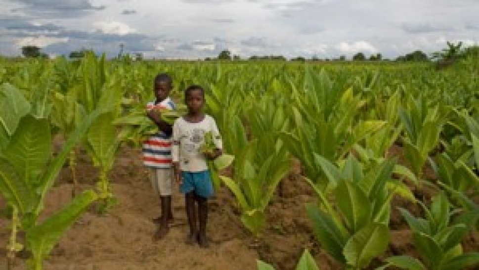 Child Labour in Tobacco Industry