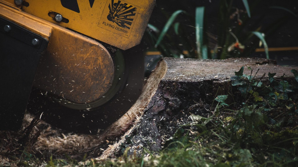 Guide to London Stump Grinding and Stump Removal in North London