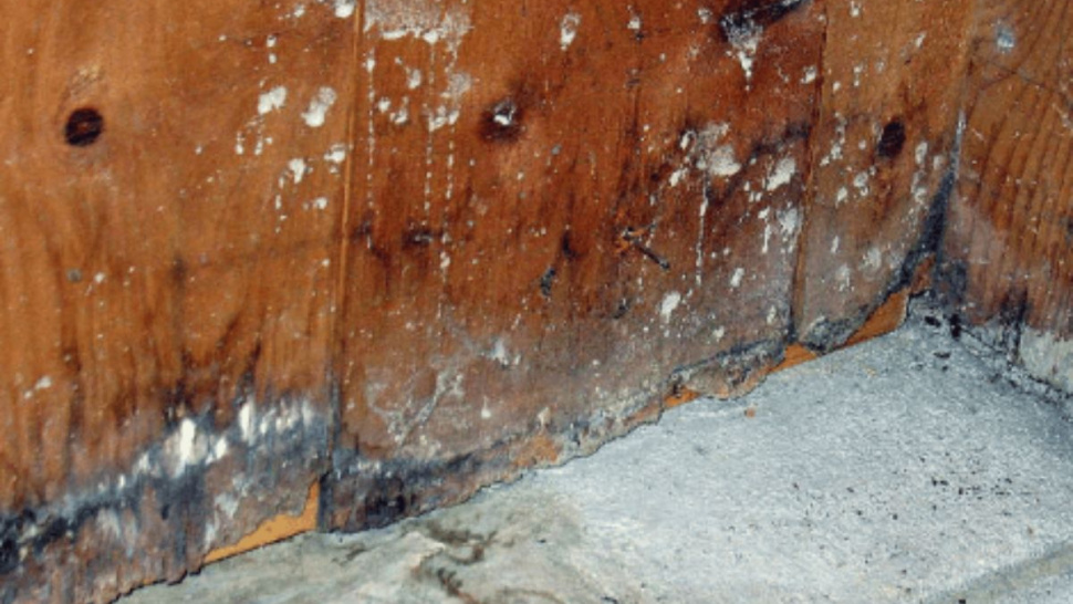 9 Water Damage Restoration Near Me Tips Every Homeowner Should Know