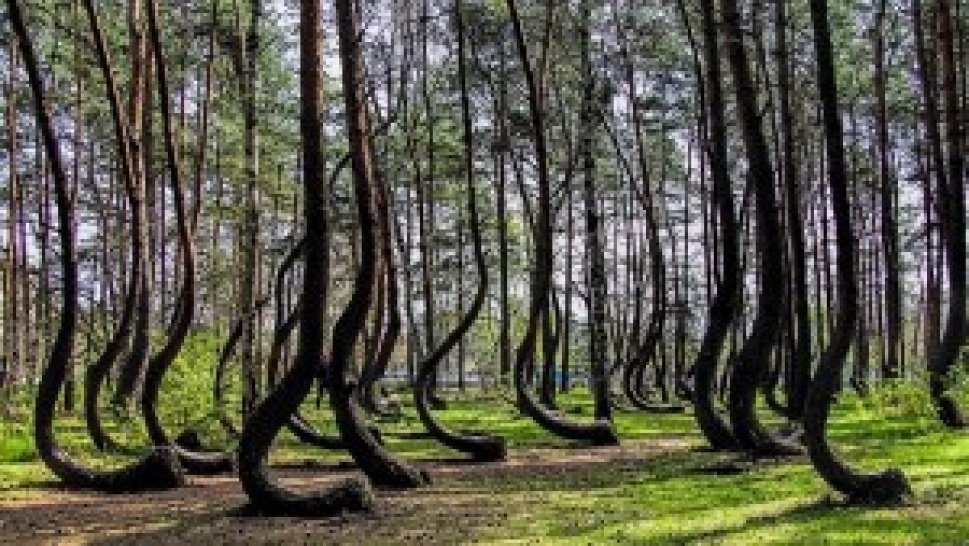 Fairy tale forest in Poland