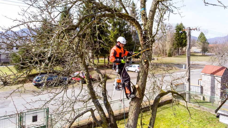 The Importance of Professional Tree Felling in North London