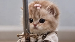 Armored Kitten Companion: A Smarter Approach to Everyday Pet Care in West Lebanon
