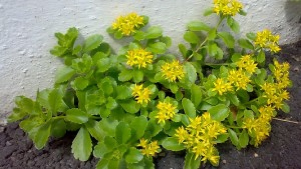 Rhodiola rosea - magic plant