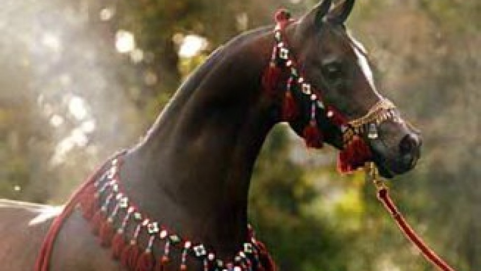 Some Facts about Arabian horse