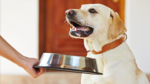 Dog Food House: The Ultimate Authority on Dog Food Reviews