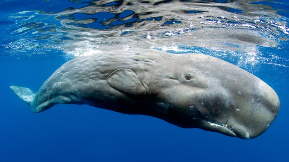 The Loudest Animals in the World