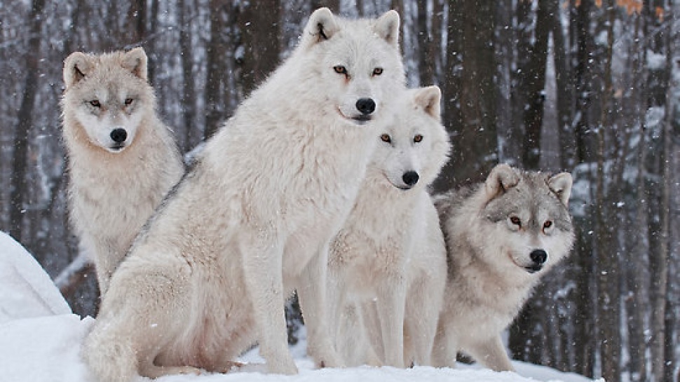 Endangered Species Arctic Wolf Article