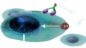 Monoclonal Antibodies