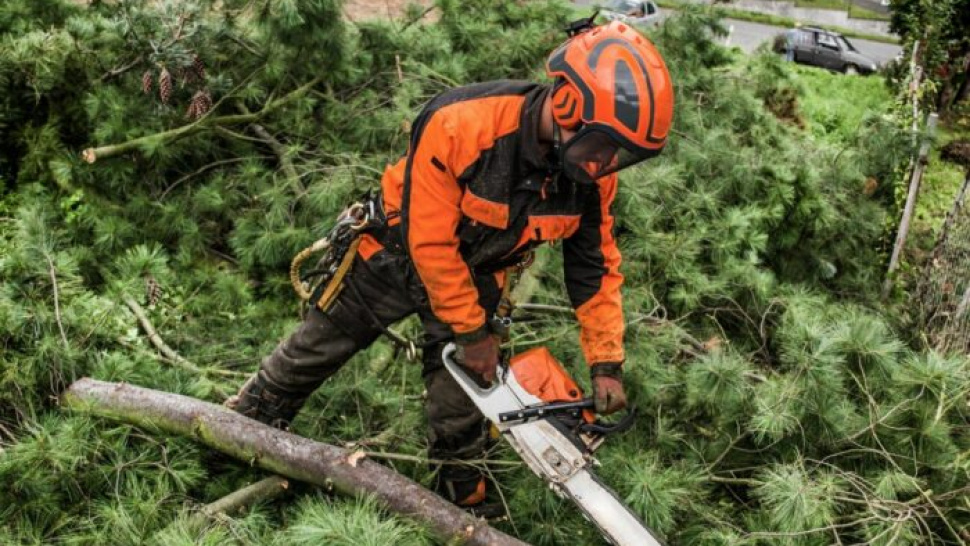 The Importance of Tree Surveys in North London