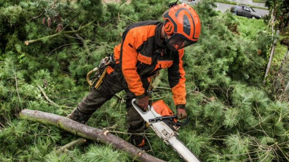 Emergency Tree Surgeons: Your Go-To Solution for Tree Emergencies