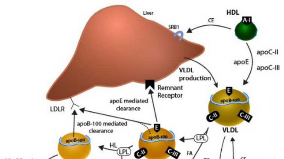 Lipid/Cholesterol Metabolism and Cardiovascular