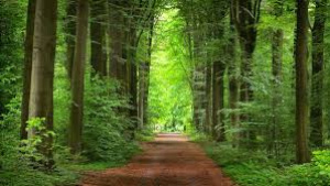 How Sustainable Eating Is Shaping the Future of Dining