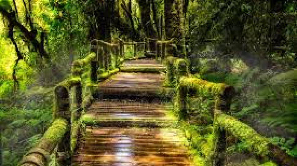 Rediscovering Nature Walks: A Simple Path to Clarity, Health, and Connection