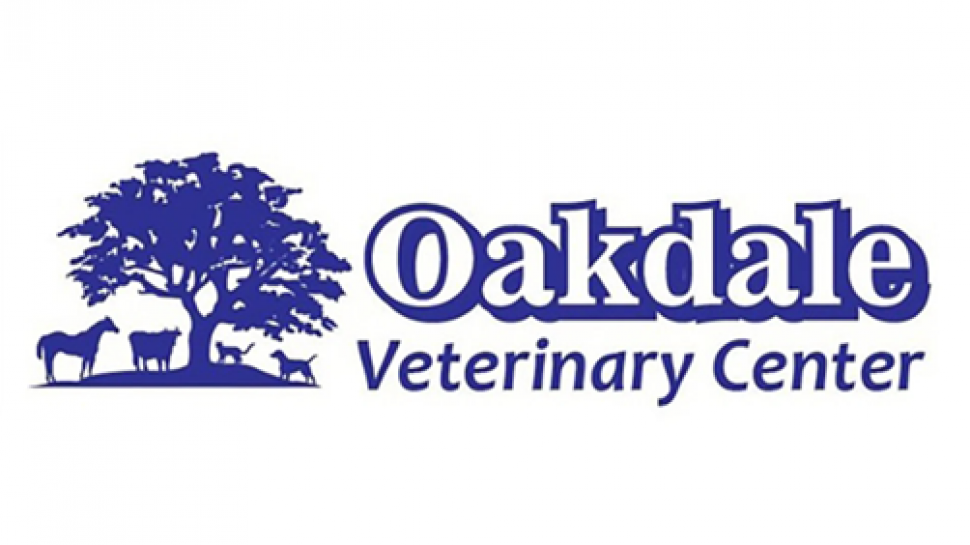 The Importance of Proper Pet Dental Care: Protecting Your Companion's Health from the Inside Out