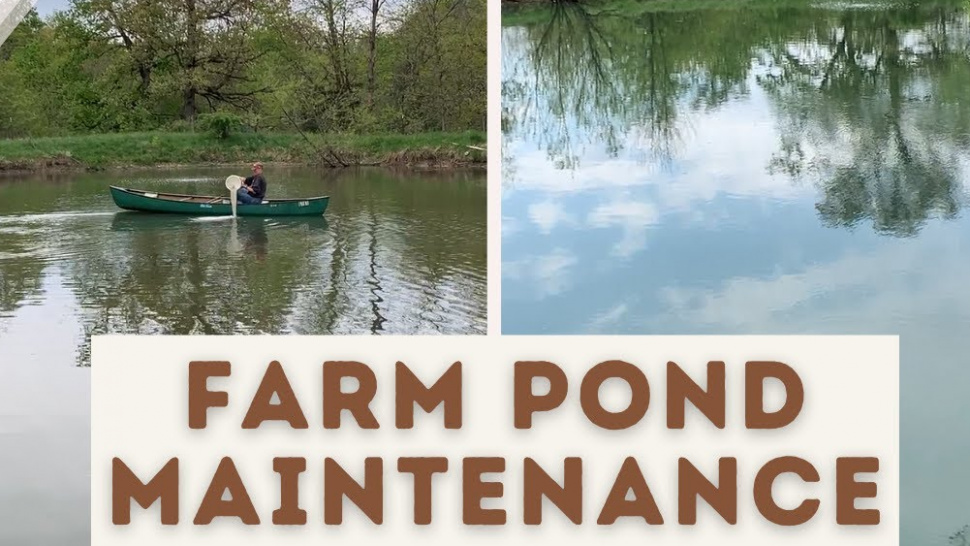 Is There a Specialist for Fish Pond Maintenance in Langley?