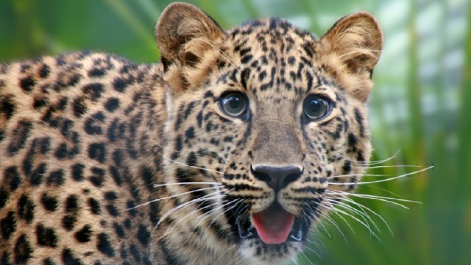 endangered-species-amur-leopard-article-glbrain