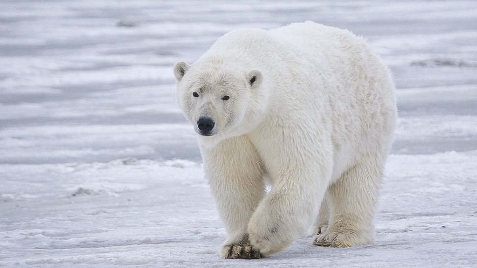 Endangered Species: Polar Bear