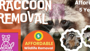 What Happens If You Skip Raccoon Removal in Toronto?