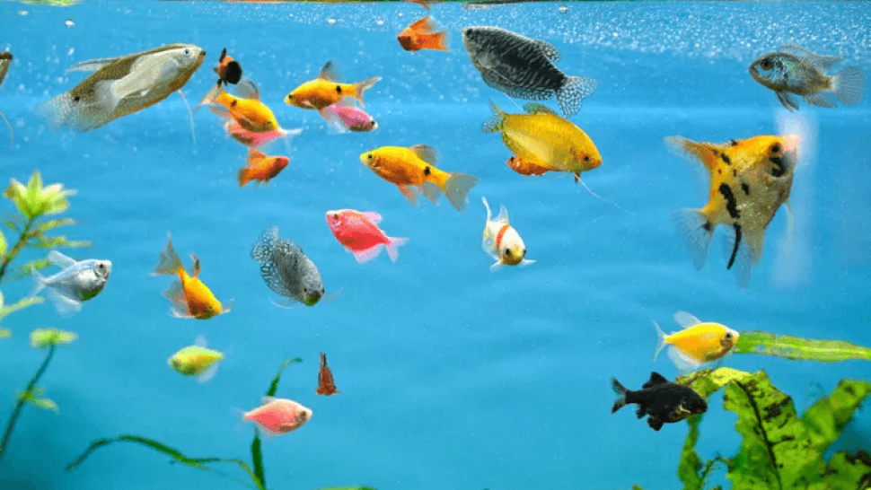 Everything You Need to Know About a Fish Tank: Uses, Advantages, and Disadvantages