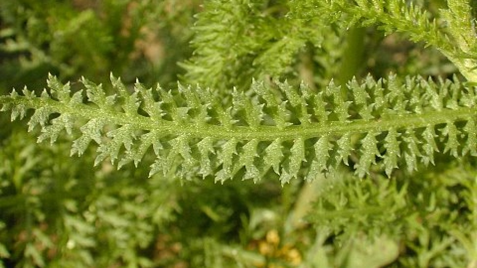 Little Known Beauty Secrets