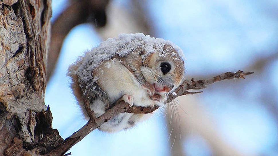 Wild Kingdom – Siberian Flying Squirrel